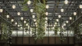 Modern interior design featuring a metal ceiling structure with numerous round lights hanging, surrounded by cascading green plants.